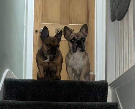 French bulldog
