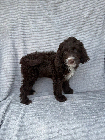 Beautiful sproodle puppies