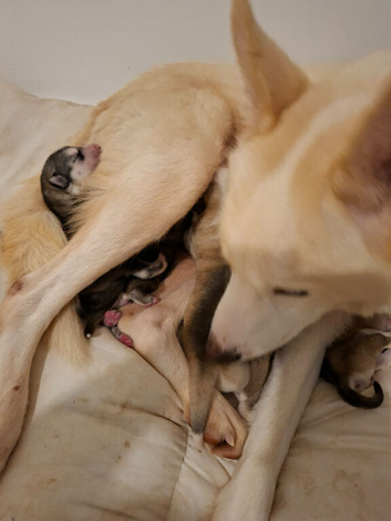 Huskie puppy