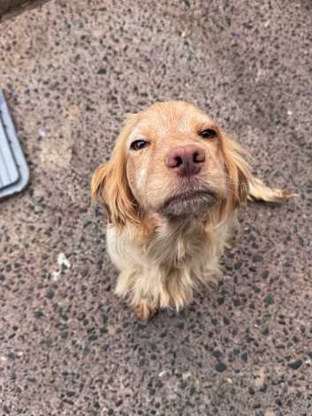 Cocker spaniel