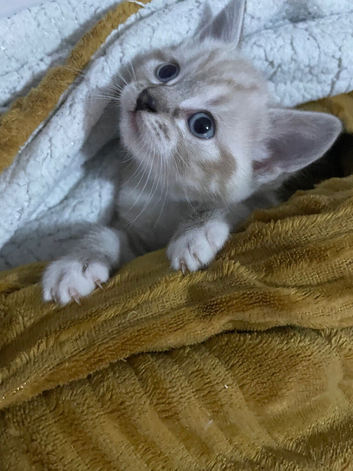 Stunning Blue Eyed Lynx Point Kitten