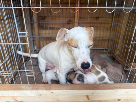 Stunning litter of Jack Russell puppies