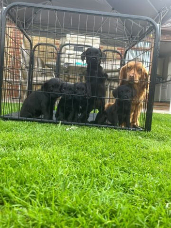 Beautiful Cocker Spaniel Puppies Available