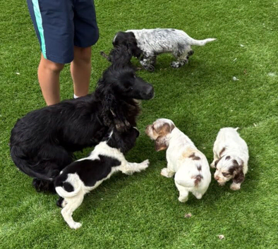 Cocker spaniel puppies