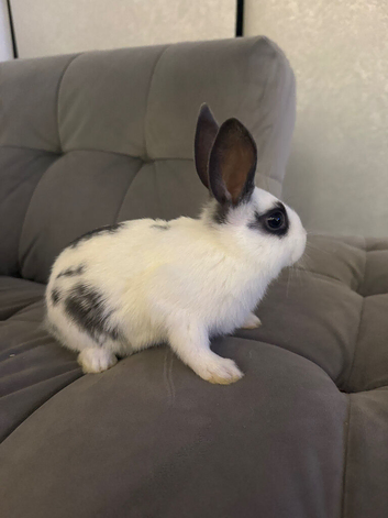 Mini Rex mixed