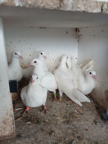 8 white logan pigeons