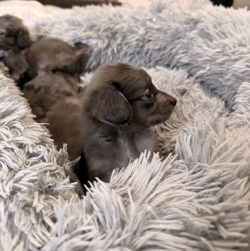 Pomeranian cross Chihuahua puppies