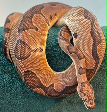 Adult Female Enchi Clown