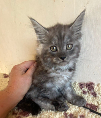 Half Maine Coon Kittens