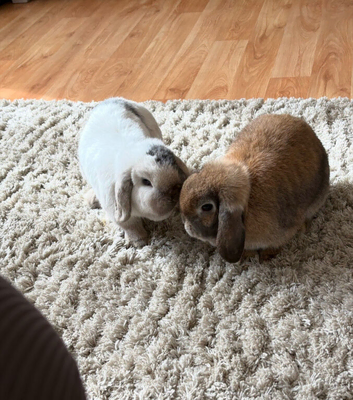 Two Female English Lops