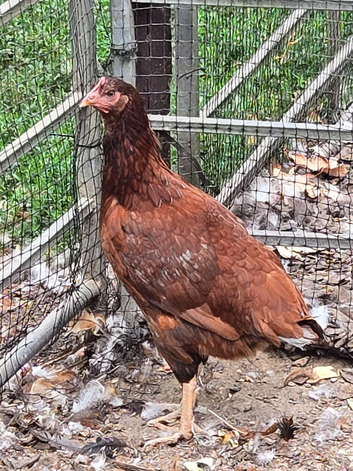 Rhodes Island Red pullets at point of lay