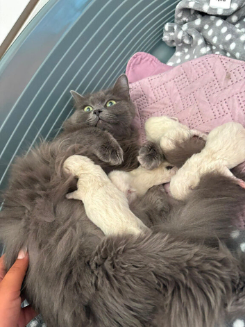 Ragdoll kittens