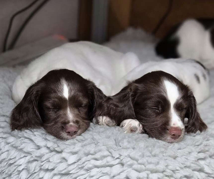 SPRINGER SPANIEL PUPPIES LOOKING FOR THEIR FOREVER HOMES