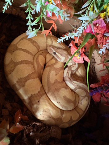 Banana ball python
