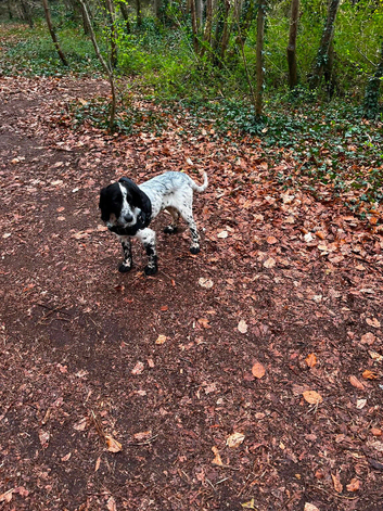 Beau