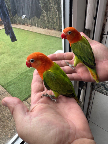 2 stunning lovebirds
