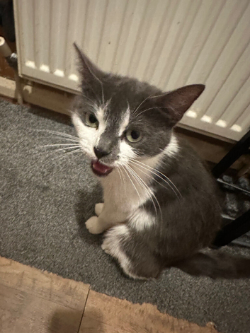 Cat