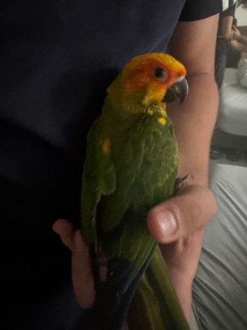 Hand-reared Baby Sun conure