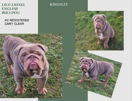 Beautiful compact lilac & tan kc reg English bulldog stud