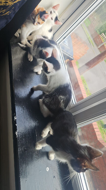 Kittens ready to leave for sale