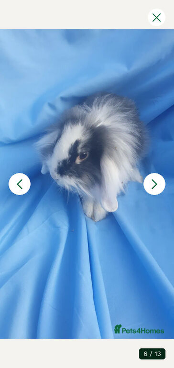 Baby rabbits mini lop
