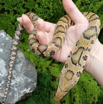 Cb2025 Hypo female false water cobra 100% het kingsphase