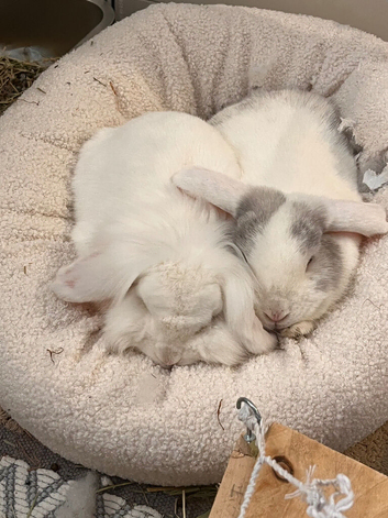 two brother rabbits for rehoming