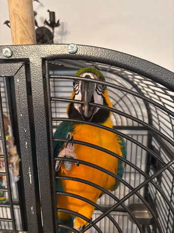 Blue and gold macaw
