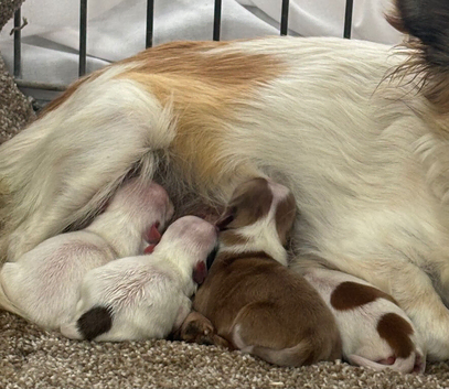 Merle Chihuahua puppies