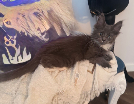 Maine coon