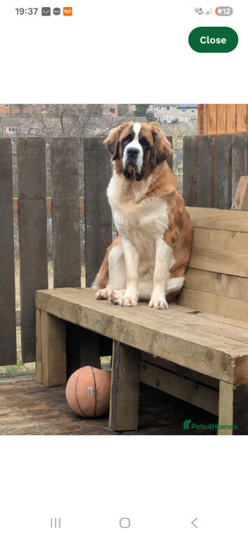 KC Registered St Bernard Puppies – Health Tested Parents