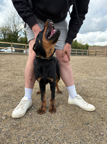 4 month old male Rottweiler
