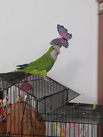 Quaker