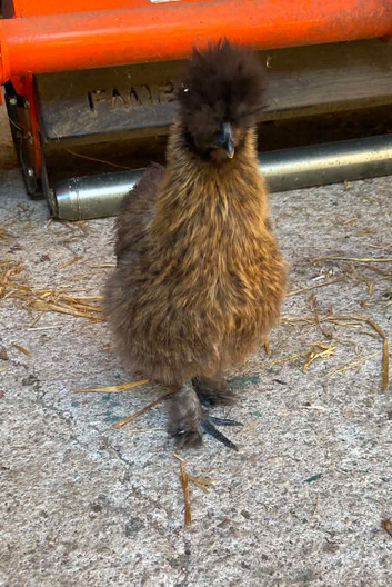 Gold Partridge Silkie