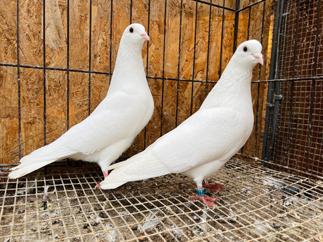 PURE WHITE ENGLISH GARDEN DOVES