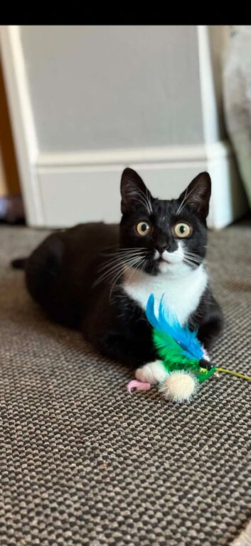 Dora is looking for her forever home