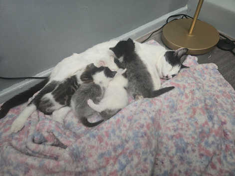 gorgouse kittens