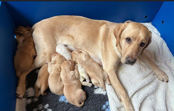 6 Labrador puppies
