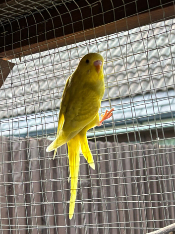 Baby budgie