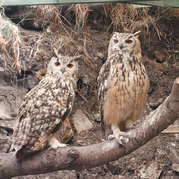 Bengal eagle rock owlets