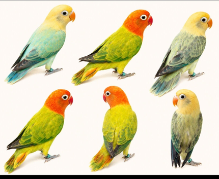 OPALINE SPLIT BLUE SPLIT TORQUISE LOVEBIRDS AVAILABLE