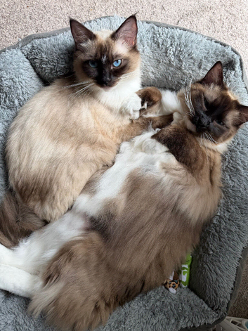 Pedigree Ragdoll siblings - 1 year old &pound;750ONO for pair