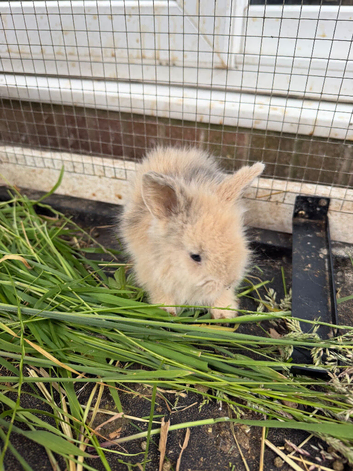 Rabbits for Sale with hutch