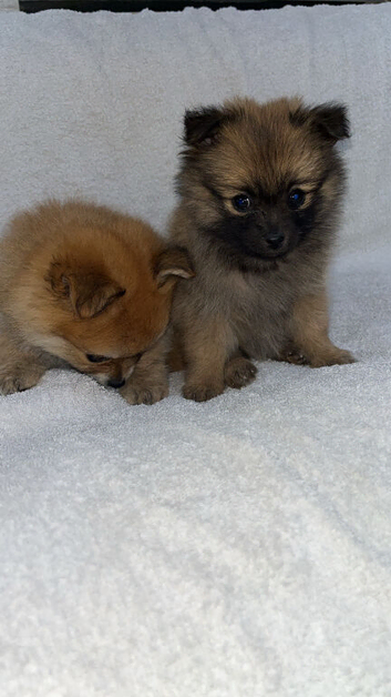 Pomeranian puppies