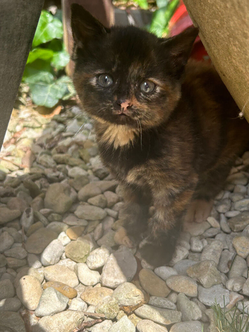 Kittens for sale
