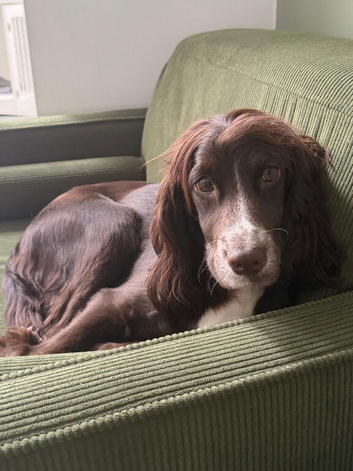 Cocker Spaniel Puppies for sale