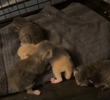 Rag doll kittens