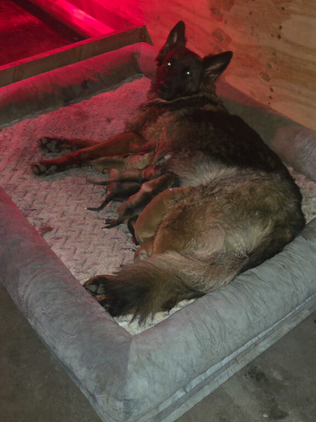 Rare Highland Shepherd Puppies Alabai Cross