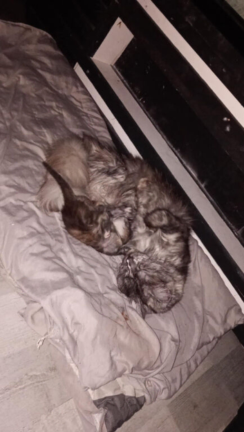 Mainecoon x for sale