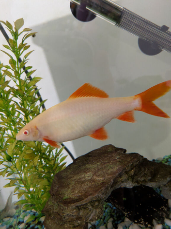 Albino shark